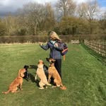 Hannah medley - @hannahshoundsdogtraining - Instagram