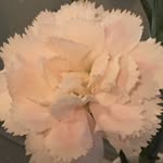 Hannah Moradi - @hlmjourney - Instagram