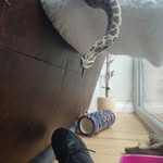 Hannah and nathan - @h_and_n_reptiles - Instagram