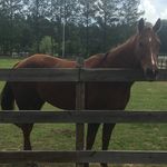 Hannah Odom - @odom.barrelracer - Instagram