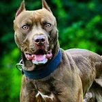 hannahperrine - @pit_bull_lover_4life - Instagram