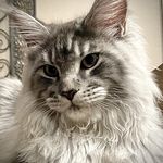 Hannah Richey - @alist.mainecoons - Instagram