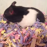Hannah - @hannahringer123 - Instagram