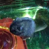 Hannah roach - @hamsterlover1011910 - TikTok