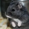 Hannah Roach - @hamster_lover_xoxoxo - TikTok