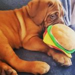 Hannah Samuelson - @hansam73 - Instagram