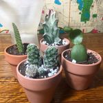 Hannah Sheets - @100tinyplants - Instagram
