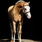 Hannah Sierra - @camelotsportponies - Instagram