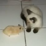 Hannah 7 ❤ Silas 15 🐹🐈 - @hannahsilas6 - Instagram