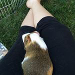 Hannah Speck - @cavy_chaos - Instagram