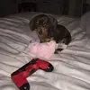 I like Harry Potter - @hannah.strudwick - TikTok