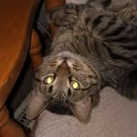 Hannah Tice - @the_babykitties - Instagram