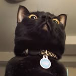 Hannah Trudeau - @binkleton.the.cat - Instagram