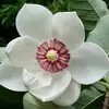 Hannah Tsui - @hannah.tsui8 - TikTok