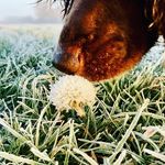 Hannah Wake - @sunsetsandspaniels - Instagram