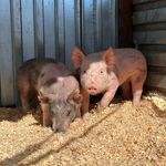 Hannah Wampler - @pig_raffle - Instagram