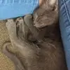 hannahweir36 - @hannahweir36 - TikTok