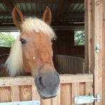 Hannah Wetzel - @keepcalmamdlovehorses - Instagram