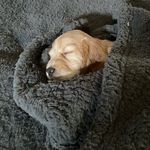 Hannah, Winston & Mae - @the_journey_of_winston_and_mae - Instagram