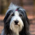 Hanne Wolf - @xperience_bearded_collies - Instagram