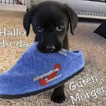 Hans Boehm - @hansboehm - Instagram