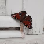Hans Böhm - @bohm8469 - Instagram
