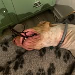 Hans Bohm - @bracco_italiano_gijs_bohm - Instagram