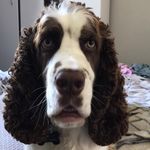 Hans Gardner - @murphyspringer_1 - Instagram