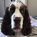 Hans Gardner - Facebook