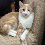 Hans Guzman - @dzeki_mali_mjau - Instagram