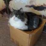 Hans Jorgensen - @tinyrickonabox - Instagram
