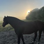 Hans Lange - @hanslange41 - Instagram