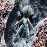 Hans Olson - @silk_dreamzzz - Instagram