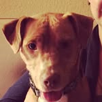 Hans Solo - @hanssoloisking - Instagram