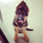 Hans Stein GSD - @hansstein.gsd - Instagram
