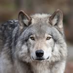 Hans Wolf - @hanswolf2323 - Instagram