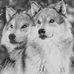 Hans Wolf - Facebook