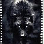 Hans Wolf - @hanswolf - Instagram