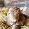 cows - @hansenranchescattleco - TikTok