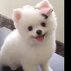 haolingyu - @cutepets669 - TikTok