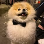 HAPPY 🐶 - @happy._smith_ - Instagram