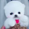 happysmith082 - @happytiktok00 - TikTok