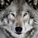 Harald Wolf - @haraldwolf95 - Instagram