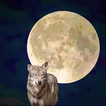 Harald Wolf - @harald.wolf.982 - Instagram