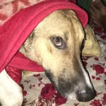 Harbindar Harbindar Singh Singh - @s_harbindar - Instagram