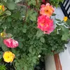 Hardeep Gill - @hardeepgill078 - TikTok