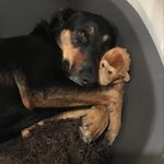 Cooper dawg - @cooper_harding_webber - Instagram