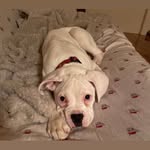 @hardyarmstrong57 - Instagram