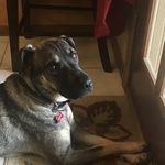 Mckinlee’s puppy - @hardy._.davis - Instagram
