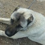Haris Hadzic - @hadzic699 - Instagram